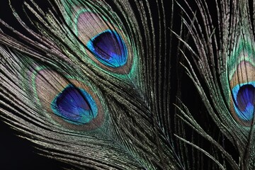 Fototapeta premium Three beautiful peacock feathers on black background, closeup