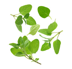 Fresh oregano twigs in air on white background