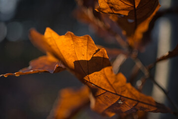 Obraz premium red maple leaf