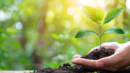 Nurturing a Young Plant in a Hand