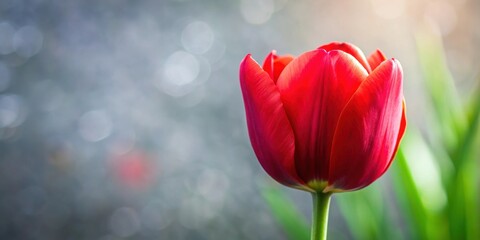 Obraz premium Red tulip flowerhead with clean background, red, tulip, flower, minimalistic, nature, flora, vibrant, fresh, spring, bloom