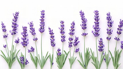Fototapeta premium Lavender Flowers on White Background