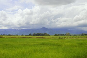 panorama landscape of field in the countryside