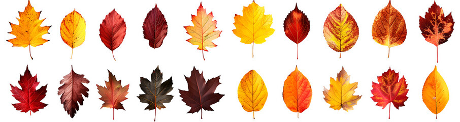 Obraz premium set of autumn leaves on white background