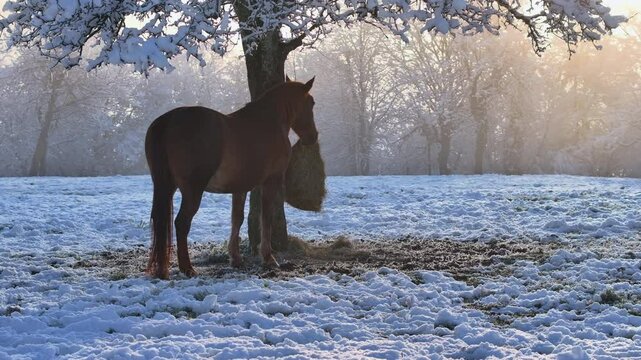 In a frosty winter wonderland, brown horse feeds from a hay bag attached to a snowy tree in the middle of a frosty pasture. White landscape is bathed in soft morning light that adds a serene feel.