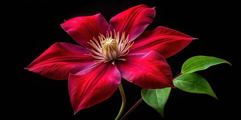 Obraz premium A breathtaking red clematis flower poised against a striking black backdrop, creating dramatic floral imagery that captures attention with its vivid color and elegance.