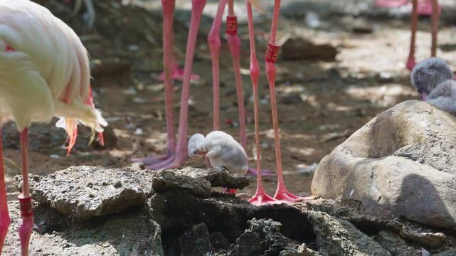 Flamingo baby chick preening in slow-motion.