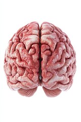 Highquality 3D illustration of a human brain with realistic texture and details displayed on a clean white background Ideal for use in medical presentations neuroscience research psychology and educat