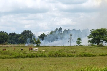 Obraz premium herd of cows and smoke in the countryside