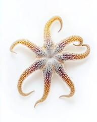 the Brittle Stars, portrait view, white copy space on right, Isolated on white Background