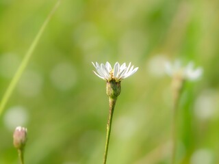 秋の湿原に佇むサワシロギクとシラタマホシクサの風景。背景。自然風景素材。