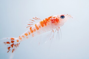 the beside view Krill, left side view, white copy space on right, Isolated on White Background