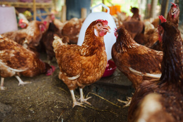 brown chicken or hen lay eggs in rural farm