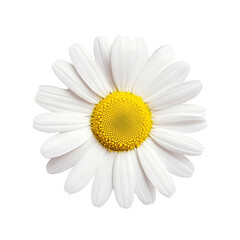 Daisy flower isolated on white background 