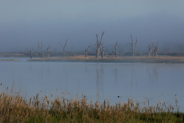 Early morning mist over Hart's Lagoon on the Murray River with dead trees on the far bank and calm water in the lagoon in the town of Waikerie in South Australia.