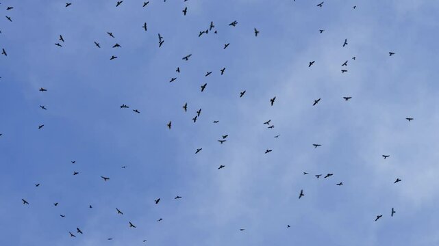 Flock of chinese sparrowhawk flies up in the blue sky.