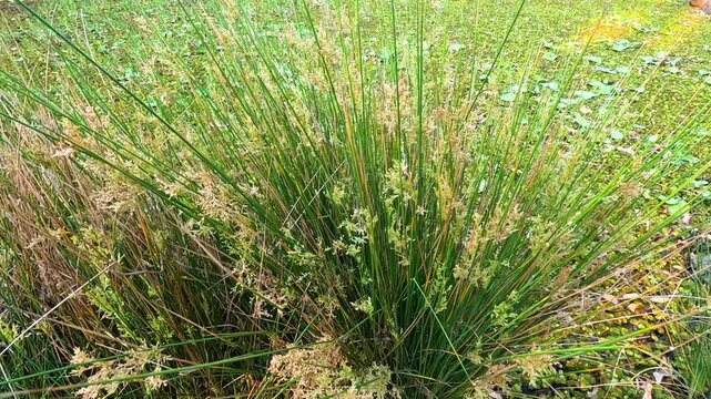 Juncus Effusus at Botanical Gardens
