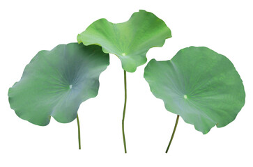 Close up green leaf of lotus or water lily tree isolated on transparent background. Top view of...