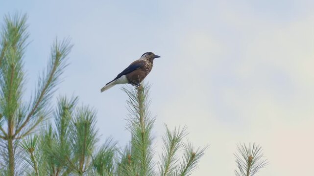 Eurasian nutcracker perched on a top of a tree