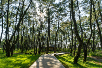 Obraz premium 木漏れ陽のガーデン 宮崎県宮崎市