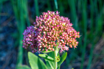 オオベンケイソウ