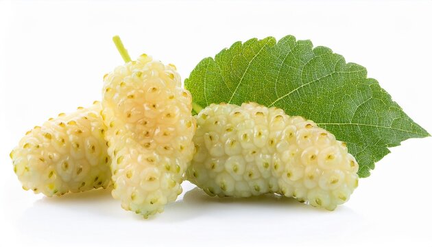 White Mulberry on white background. White Mulberry Fruit Isolated.
