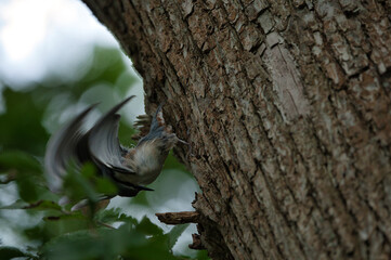 woodpecker on tree