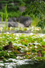 Obraz premium bird in the water