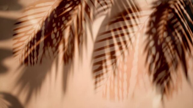 The shadow of a coconut leaf on a wall. Seamless 4K looping timelapse video animation background