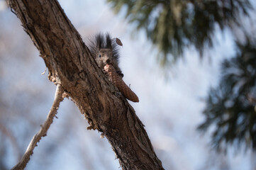 A squirrel looking at me while holding food on a tree