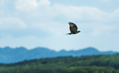 Obraz premium fly freely in the sky