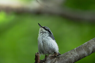 bird looking up in the tree