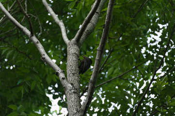 Black woodpecker searching for food on a tree