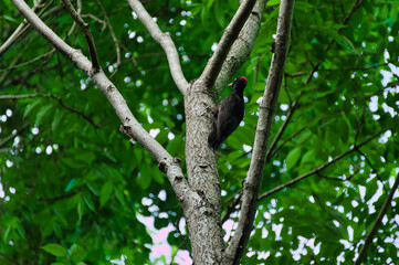 Obraz premium Black woodpecker checking a tree
