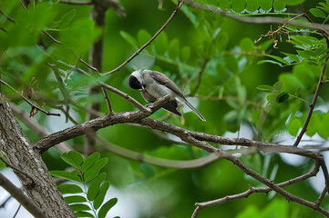 bird resting in the forest