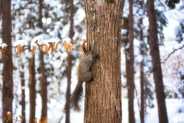 A squirrel hiding in the snowy forest is staring at us.