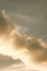 Bird flying in the sky