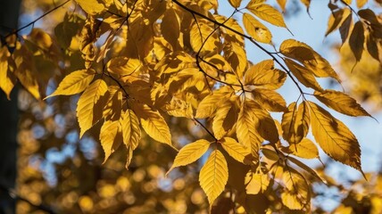 Obraz premium beautiful golden leaves in autumn forest 