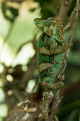 Green chameleon with spots on a branch. Wild animals and zoo. Reptiles.