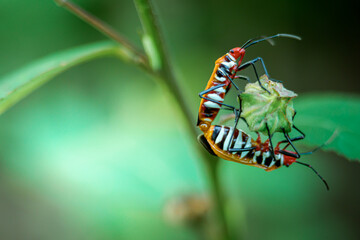 Dysdercus cingulatus mating at Kadavoor green plant growing on bushes