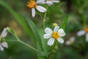 Biden Alba or White Daisy Flower that grows well in the bush