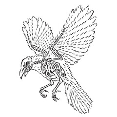 vector illustration sketch of a crow with a transparent skeleton of its bones
