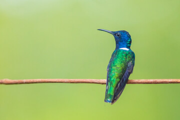 Colibrí Nuquiblanco, White-necked Jacobin, Florisuga Mellivora