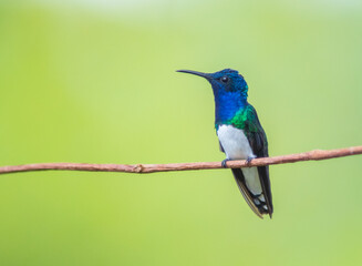 Colibrí Nuquiblanco, White-necked Jacobin, Florisuga Mellivora