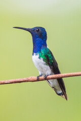 Colibrí Nuquiblanco, White-necked Jacobin, Florisuga Mellivora