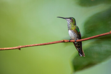Colibrí Nuquiblanco, White-necked Jacobin, Florisuga Mellivora (female)