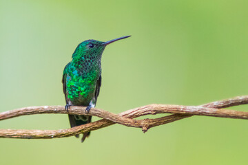 Amazilia Coliazul, Steely-vented Hummingbird, Saucerottia saucerrottei 