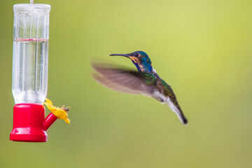 Colibrí Nuquiblanco, White-necked Jacobin, Florisuga Mellivora