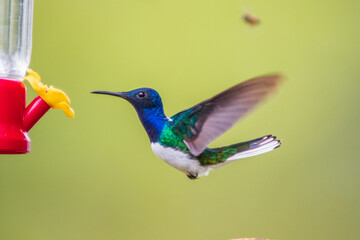 Colibrí Nuquiblanco, White-necked Jacobin, Florisuga Mellivora