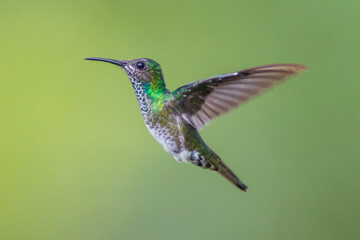 Colibrí Nuquiblanco, White-necked Jacobin, Florisuga Mellivora (female)